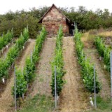 2007H 083 Ab jetzt Wein